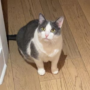 Enero is a big beautiful cat with a calm personality She loves to chirp purr