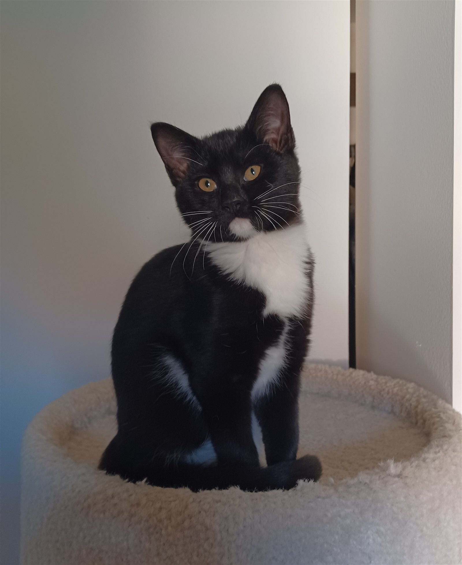 Cat for adoption Cereal, a Domestic Short Hair in Broomall, PA