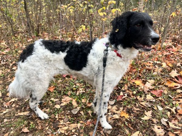 Ruby aka Roo