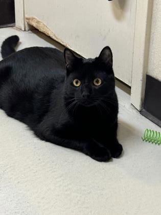 Felix, an adoptable Domestic Short Hair in Waco, TX, 76702 | Photo Image 1