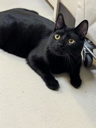 Felix, an adoptable Domestic Short Hair in Waco, TX, 76702 | Photo Image 2