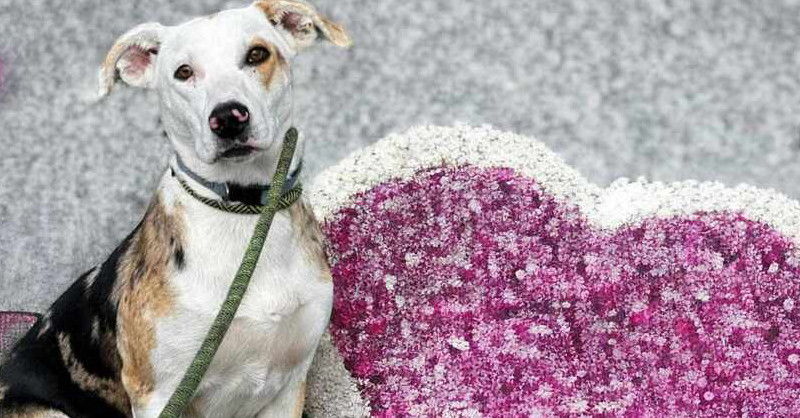 Gemini, an adoptable Mountain Cur, Catahoula Leopard Dog in Bedford, NS, B4A 1R8 | Photo Image 1