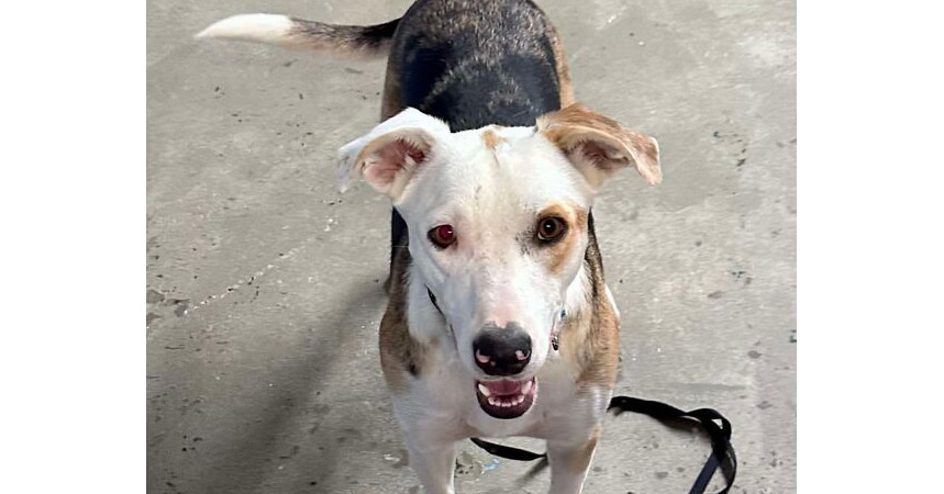 Gemini, an adoptable Mountain Cur, Catahoula Leopard Dog in Bedford, NS, B4A 1R8 | Photo Image 3