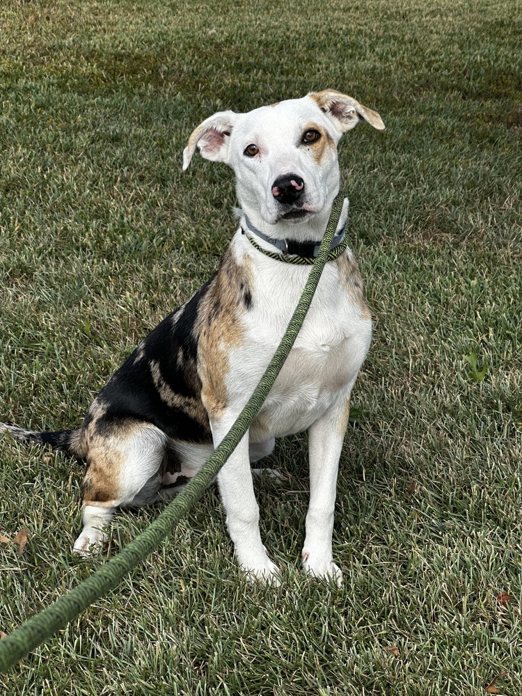 Gemini, an adoptable Mountain Cur, Catahoula Leopard Dog in Bedford, NS, B4A 1R8 | Photo Image 5