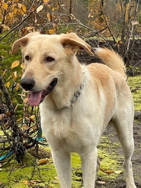 Dini, an adoptable German Shepherd Dog, Yellow Labrador Retriever in Boring, OR, 97009 | Photo Image 3