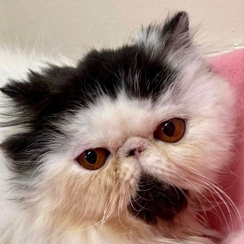 Persian Adoption: Persian Kittens for Sale and Adoption