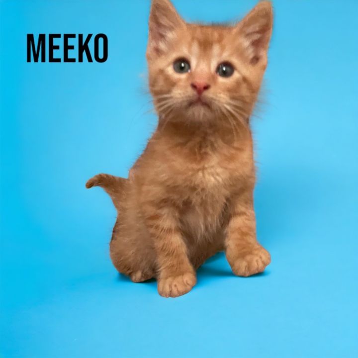 Meeko 2