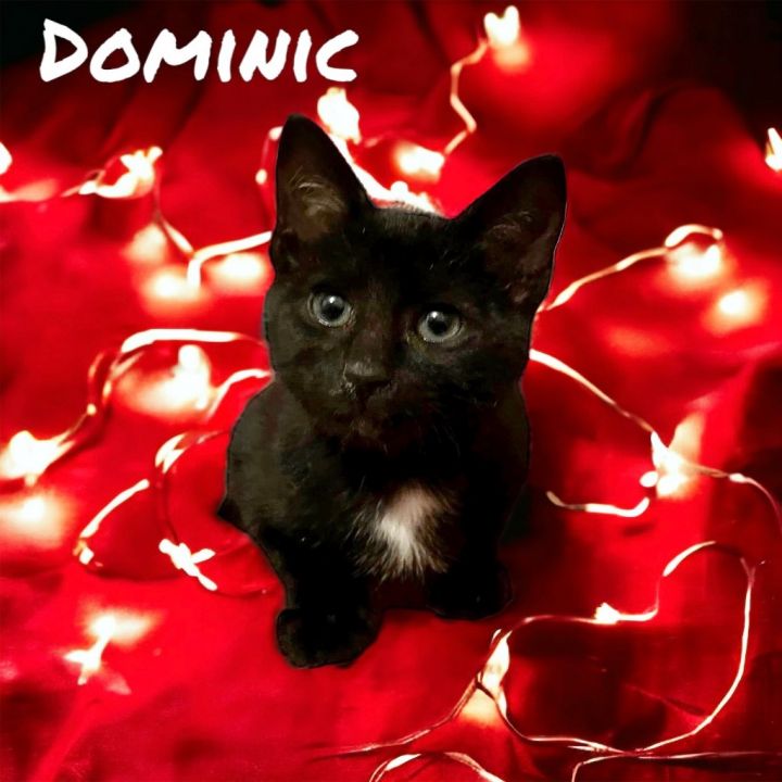 Dominic 1