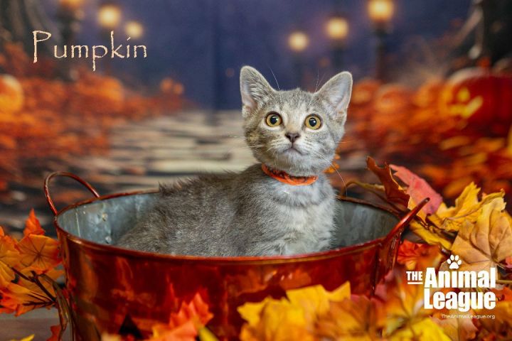Pumpkin, an adopted Domestic Short Hair Mix in Clermont, FL_image-1