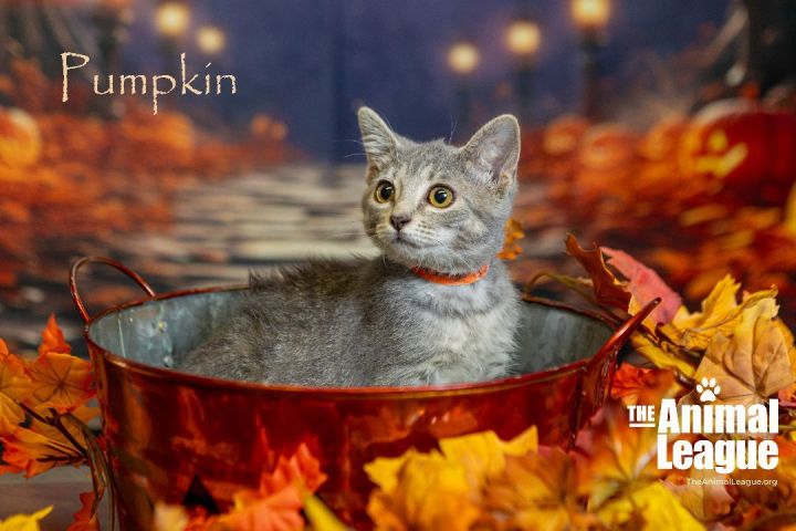 Pumpkin, an adopted Domestic Short Hair Mix in Clermont, FL_image-4