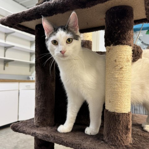 Elliot, an adoptable Domestic Short Hair in Albert Lea, MN, 56007 | Photo Image 3