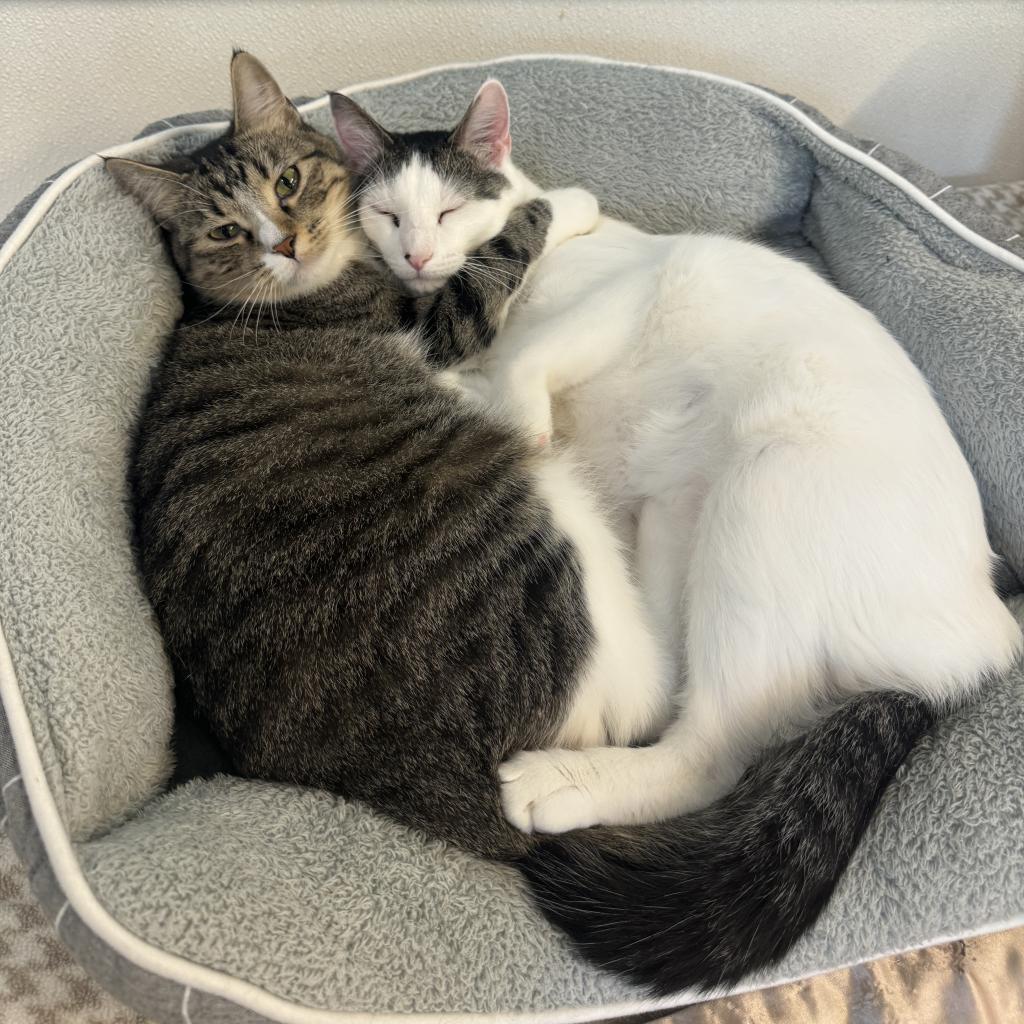 Elliot, an adoptable Domestic Short Hair in Albert Lea, MN, 56007 | Photo Image 3