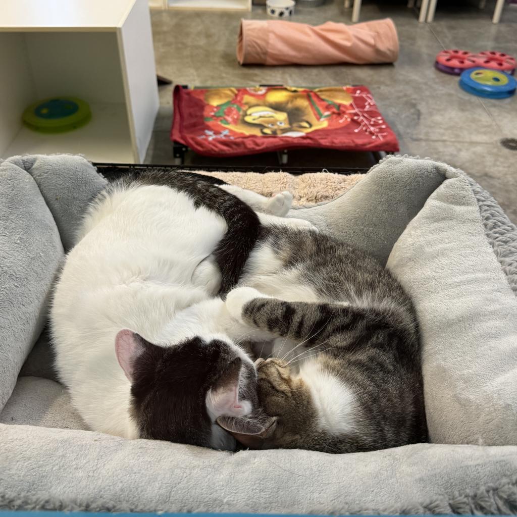 Elliot, an adoptable Domestic Short Hair in Albert Lea, MN, 56007 | Photo Image 4