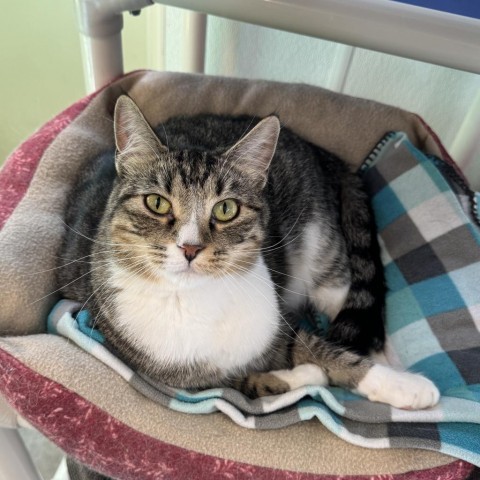 MacGregor, an adoptable Domestic Short Hair in Albert Lea, MN, 56007 | Photo Image 1