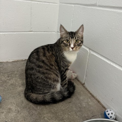 MacGregor, an adoptable Domestic Short Hair in Albert Lea, MN, 56007 | Photo Image 2