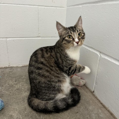 MacGregor, an adoptable Domestic Short Hair in Albert Lea, MN, 56007 | Photo Image 3