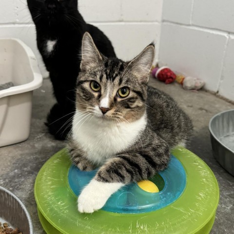 MacGregor, an adoptable Domestic Short Hair in Albert Lea, MN, 56007 | Photo Image 5