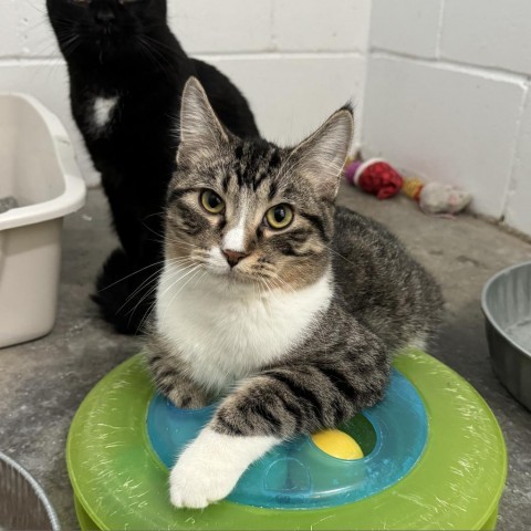 MacGregor, an adoptable Domestic Short Hair in Albert Lea, MN, 56007 | Photo Image 6