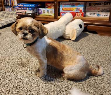 Fran, an adopted Shih Tzu in South Charleston, OH_image-1