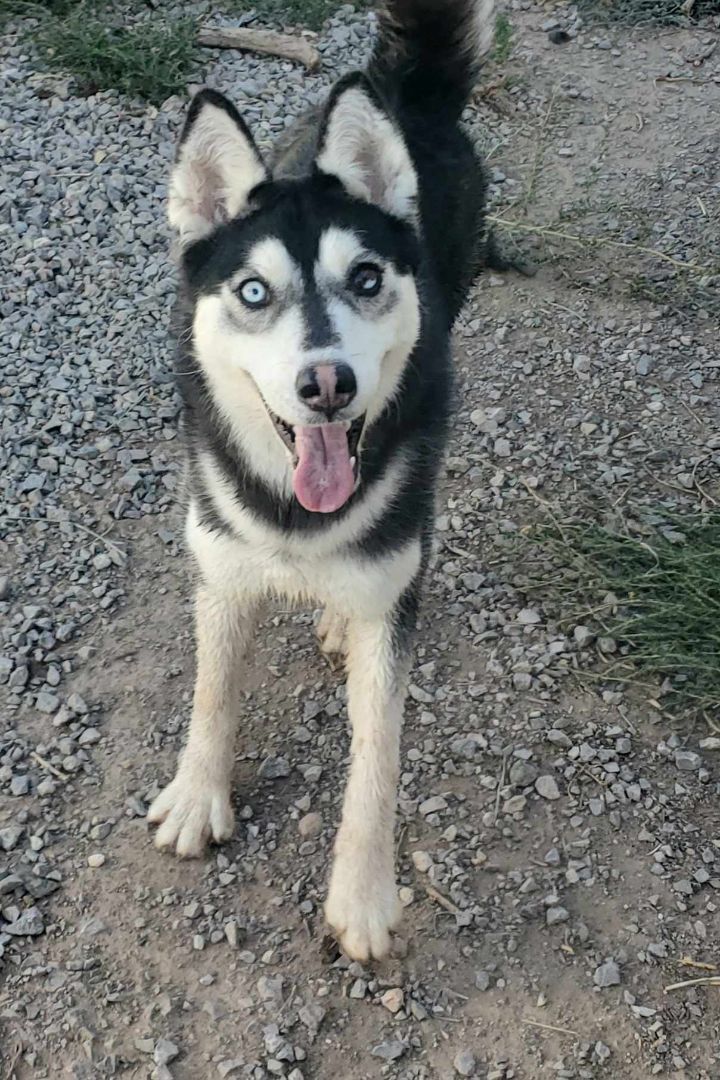 Husky petfinder hot sale