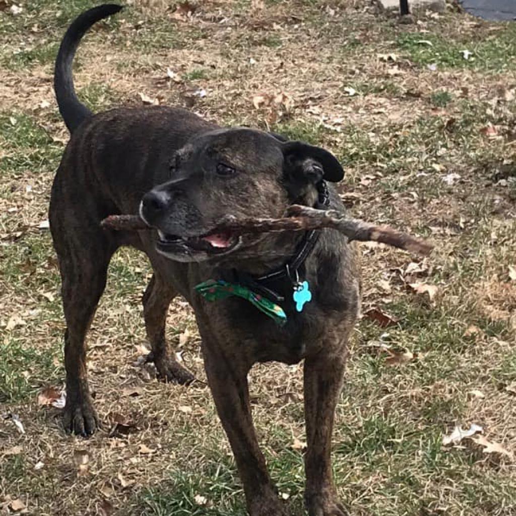 Fitch, an adoptable Terrier in St. Louis, MO, 63103 | Photo Image 1