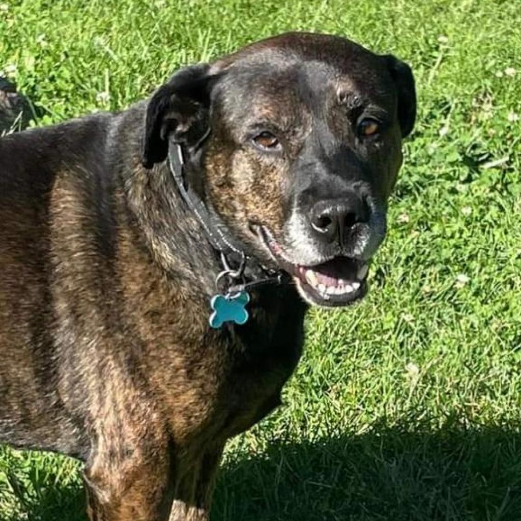 Fitch, an adoptable Terrier in St. Louis, MO, 63103 | Photo Image 2