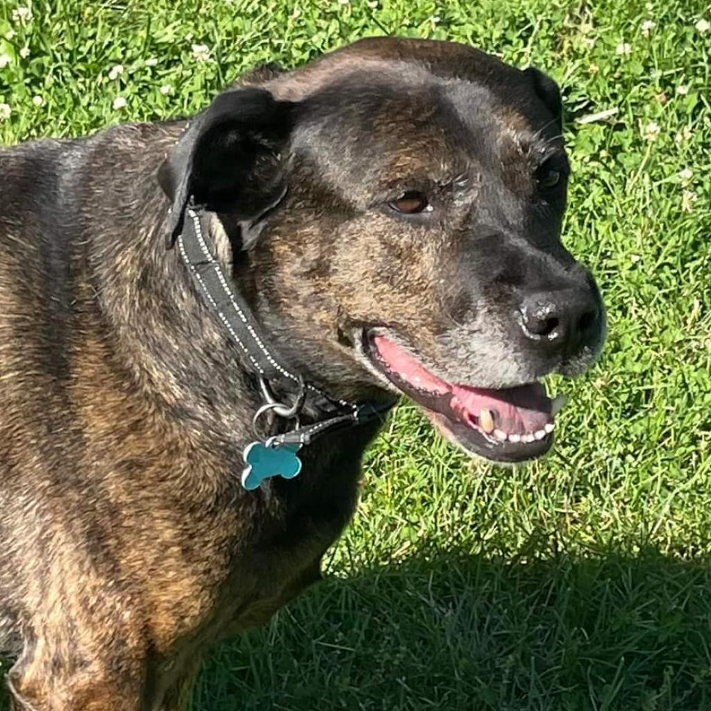 Fitch, an adoptable Terrier in St. Louis, MO, 63103 | Photo Image 3