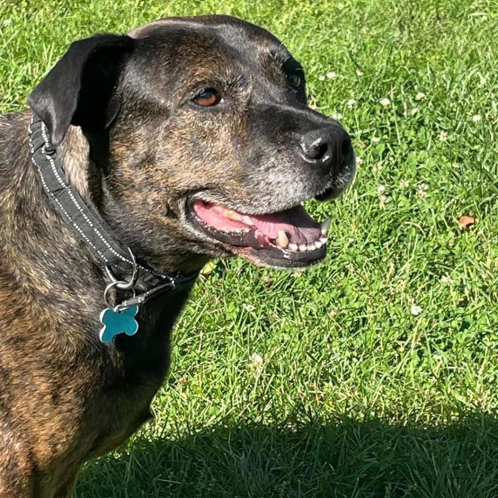 Fitch, an adoptable Terrier in St. Louis, MO, 63103 | Photo Image 4