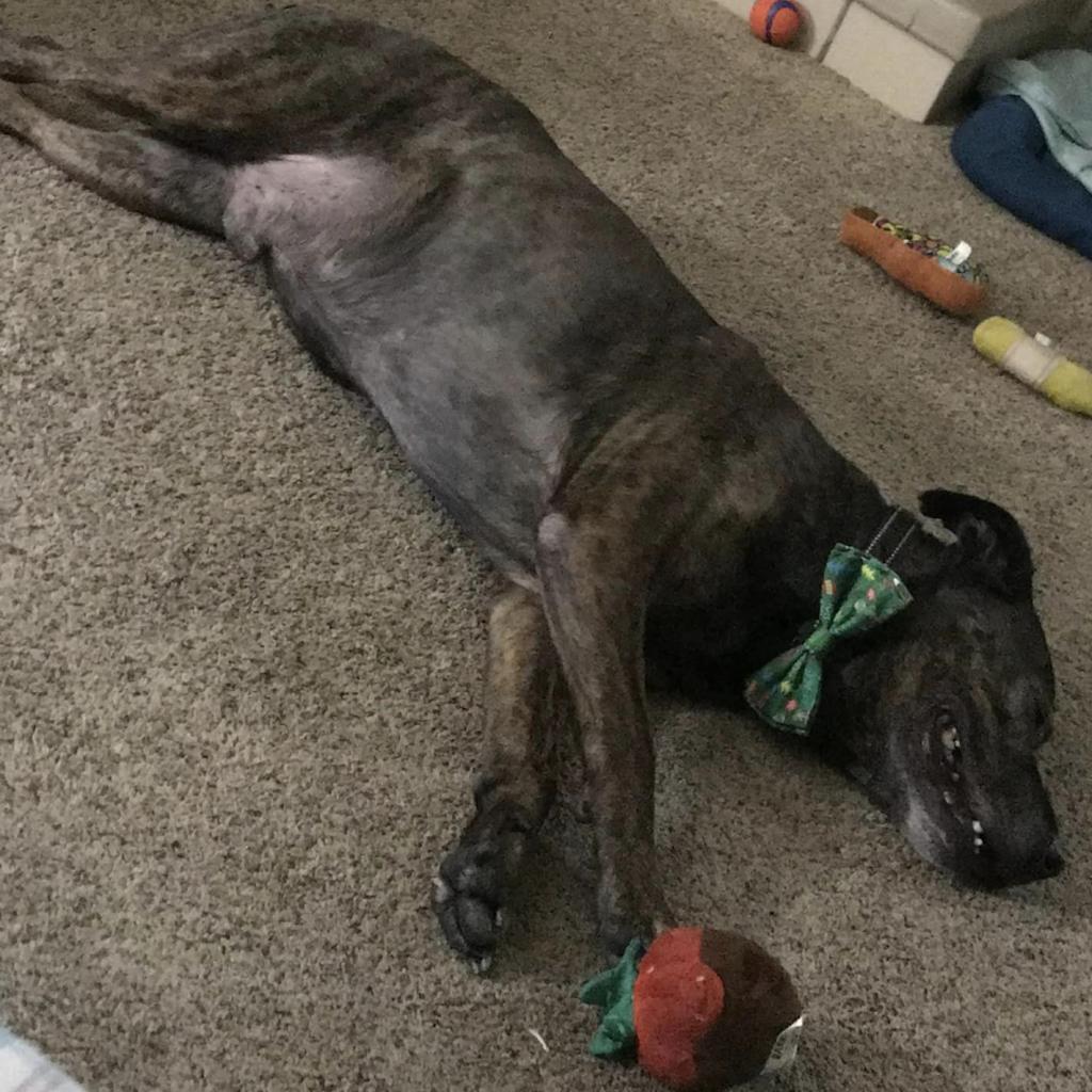 Fitch, an adoptable Terrier in St. Louis, MO, 63103 | Photo Image 5