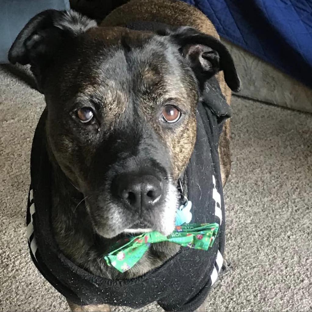 Fitch, an adoptable Terrier in St. Louis, MO, 63103 | Photo Image 6