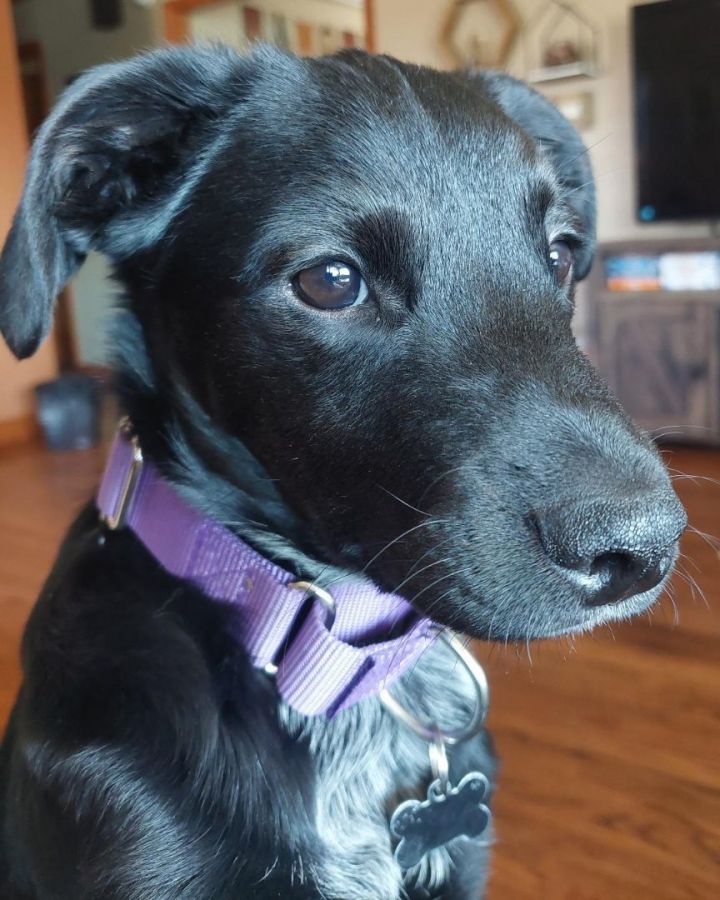 Cosmo 1