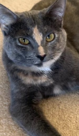 ZOEY The Agel- Lovely Gray/pinkish - LOVELY FACE! Dilute Calico Cat