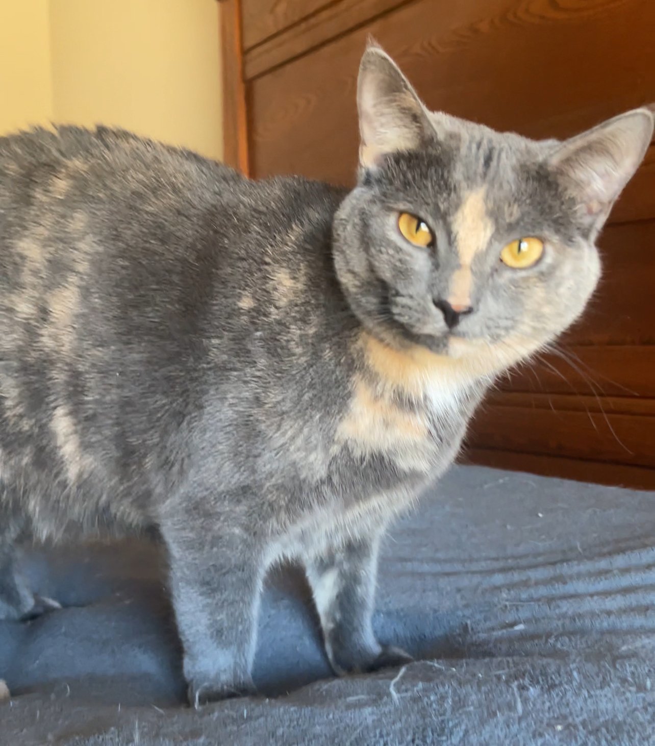 ZOEY - Lovely Gray/pinkish - See her FACE!