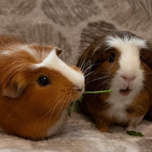 Guinea Pig for adoption - Anna and Elsa, a Guinea Pig in Olympia, WA ...