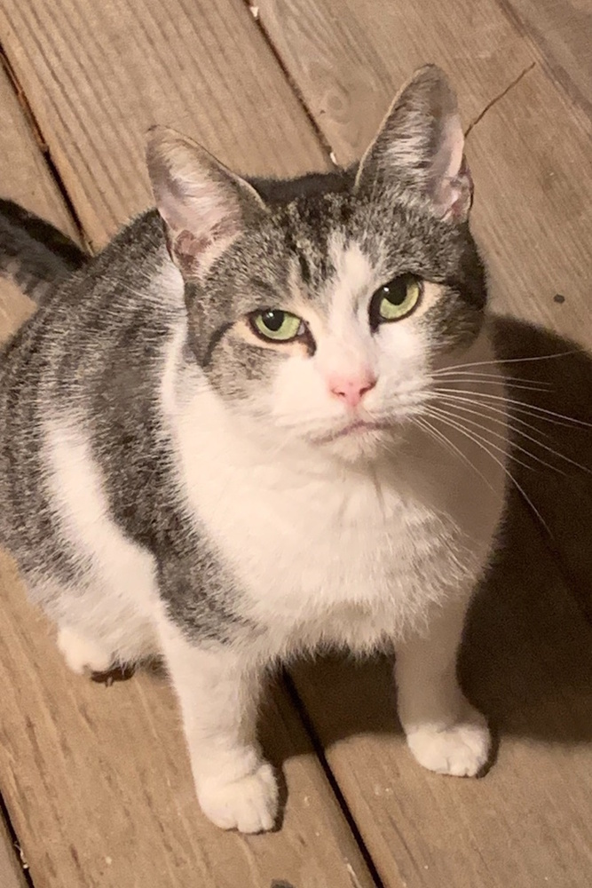 Mama Pixie, an adoptable Domestic Short Hair in Virginia Beach, VA, 23455 | Photo Image 1