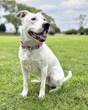 Brie, Adult Female Pit Bull Terrier