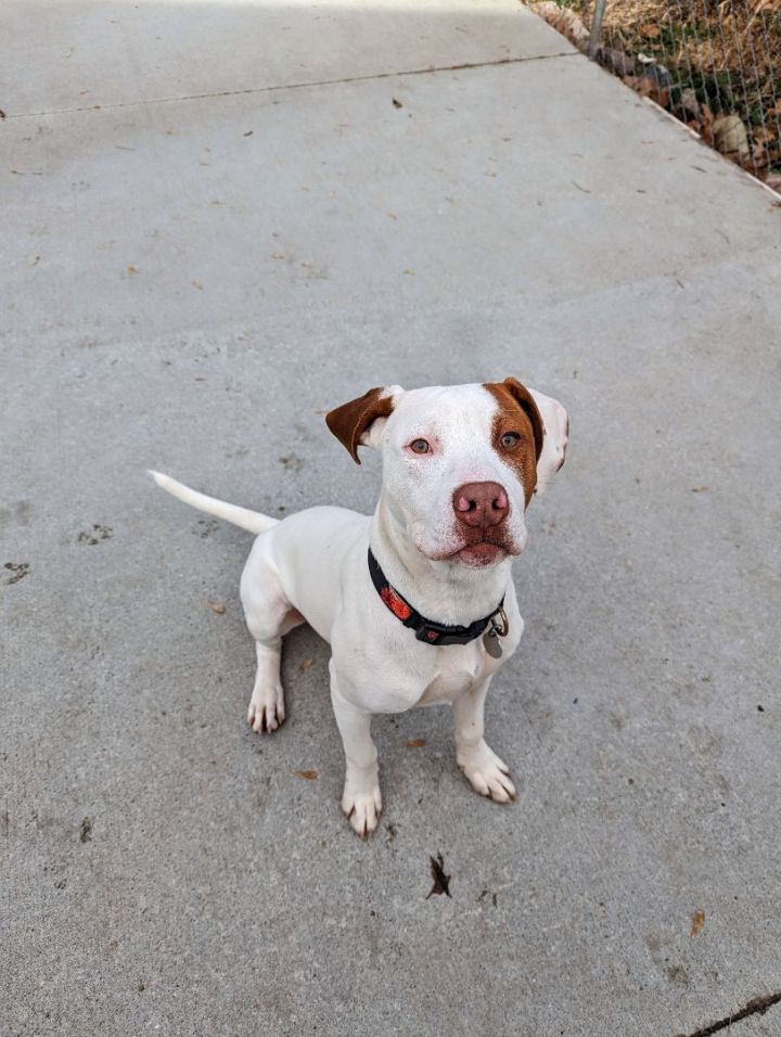 Quasi, an adoptable Weimaraner & Pit Bull Terrier Mix in Kalamazoo, MI_image-2