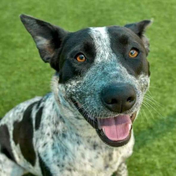 Patty, an adoptable Australian Cattle Dog / Blue Heeler & Pit Bull Terrier Mix in Milford, PA_image-1