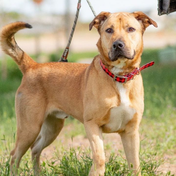 Dante, an adoptable Black Mouth Cur Mix in Littleton, CO_image-3