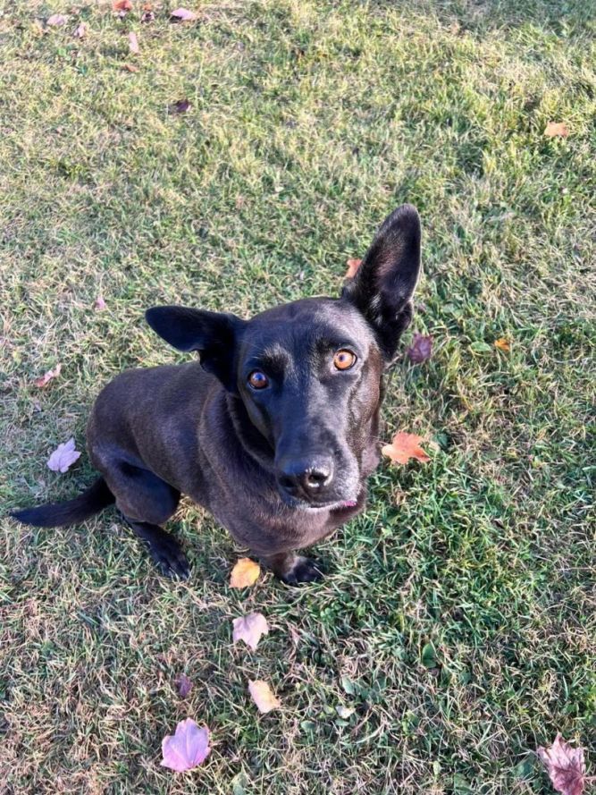 Dutch shepherd best sale black lab mix