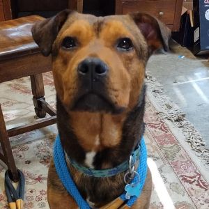 Xanda, Adult Male Terrier