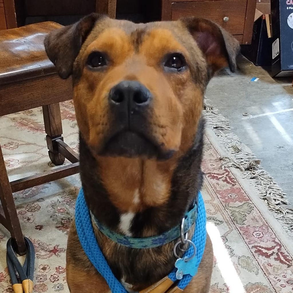 Xanda, an adoptable Terrier in St. Louis, MO, 63103 | Photo Image 1