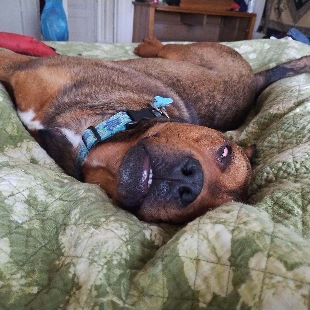 Xanda, an adoptable Terrier in St. Louis, MO, 63103 | Photo Image 2