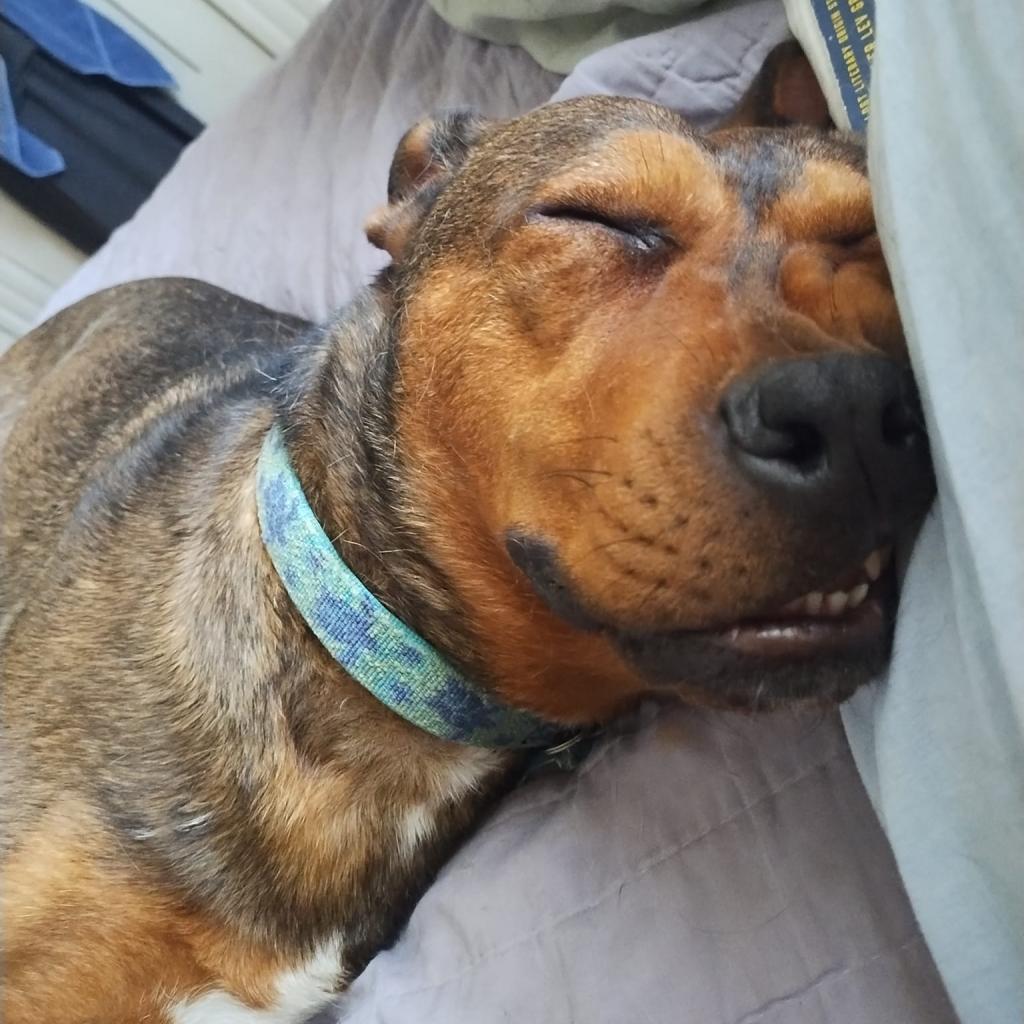 Xanda, an adoptable Terrier in St. Louis, MO, 63103 | Photo Image 3