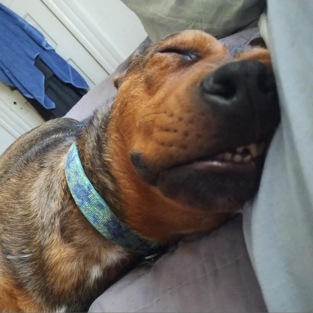 Xanda, an adoptable Terrier in St. Louis, MO, 63103 | Photo Image 4