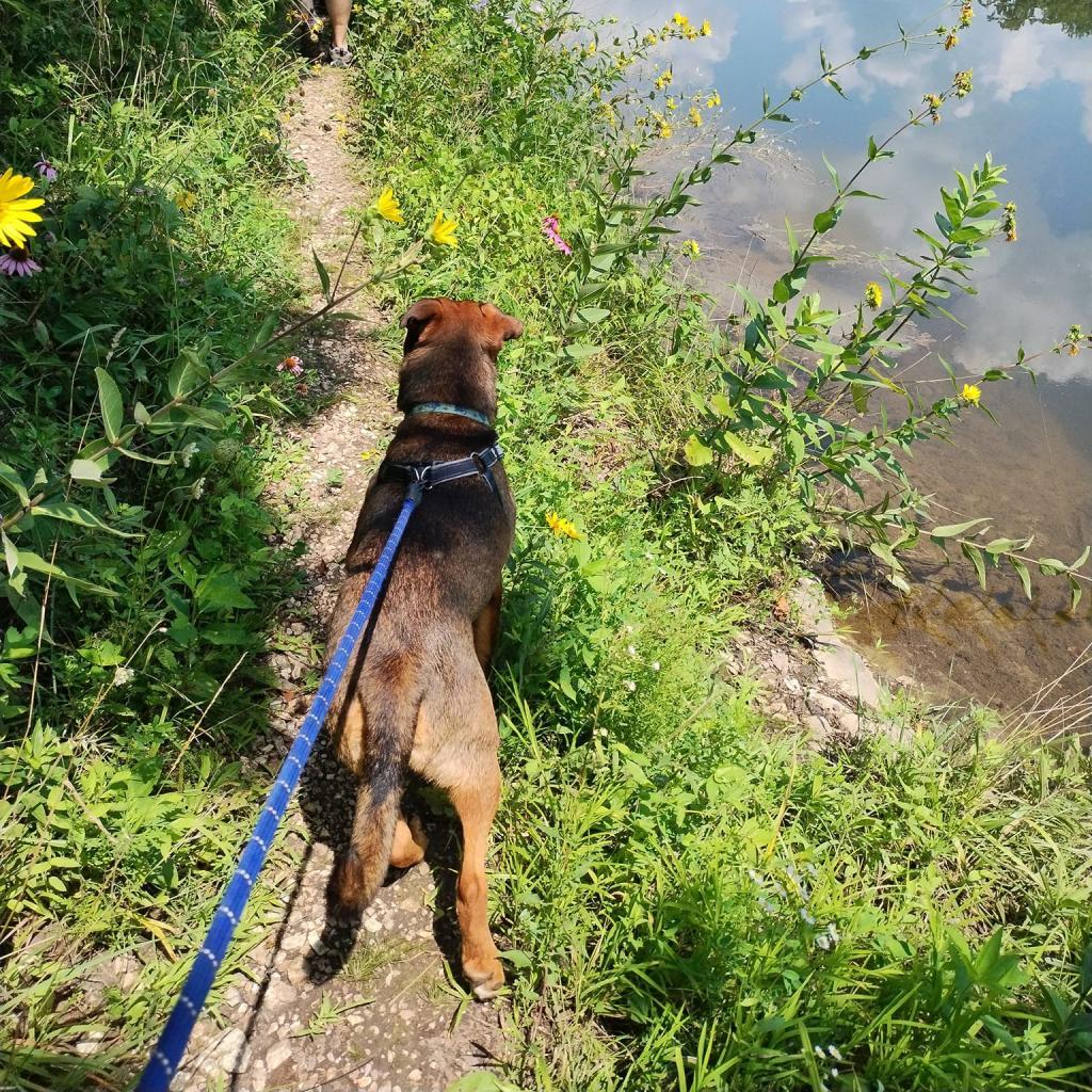 Xanda, an adoptable Terrier in St. Louis, MO, 63103 | Photo Image 5