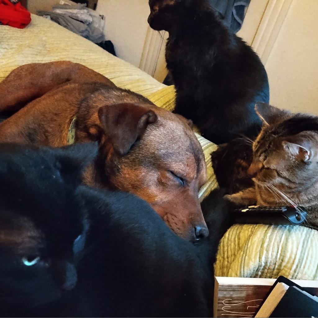 Xanda, an adoptable Terrier in St. Louis, MO, 63103 | Photo Image 6