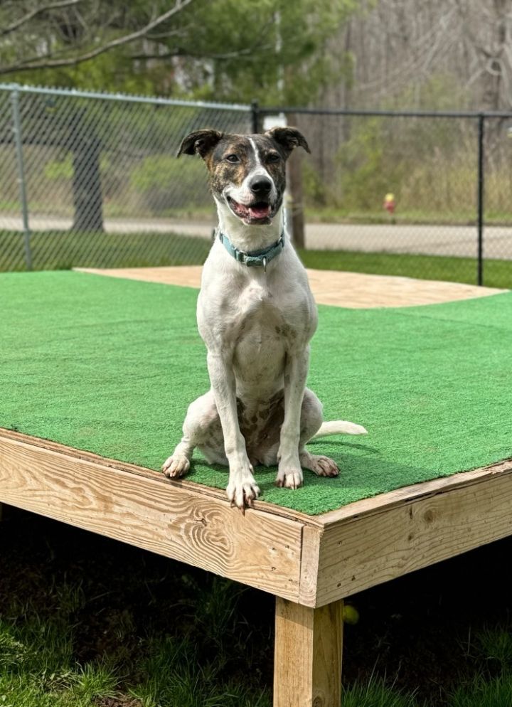 Whippet fox best sale terrier mix