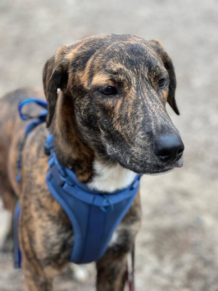 Plott hound whippet store mix