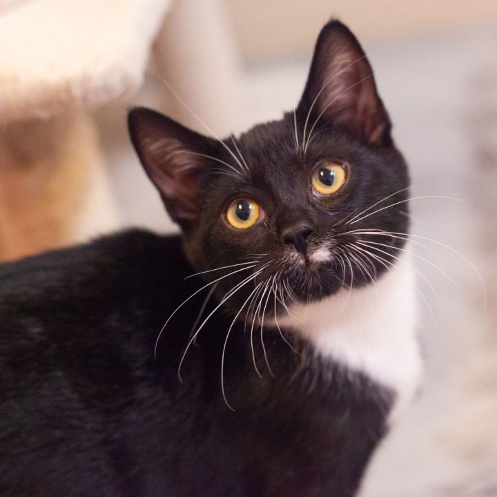 Sergio, an adopted Tuxedo in Ponte Vedra, FL_image-1